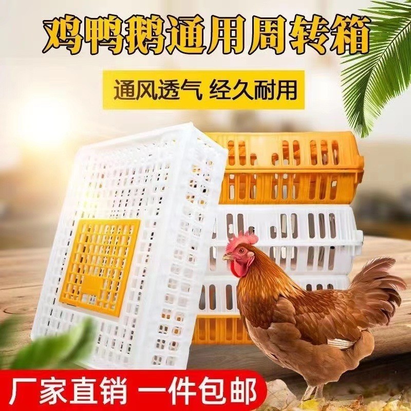 养殖场鸡框运输塑料家禽周转箱筐成鸡鸭鸽字周转箱家用加厚鸡框图2