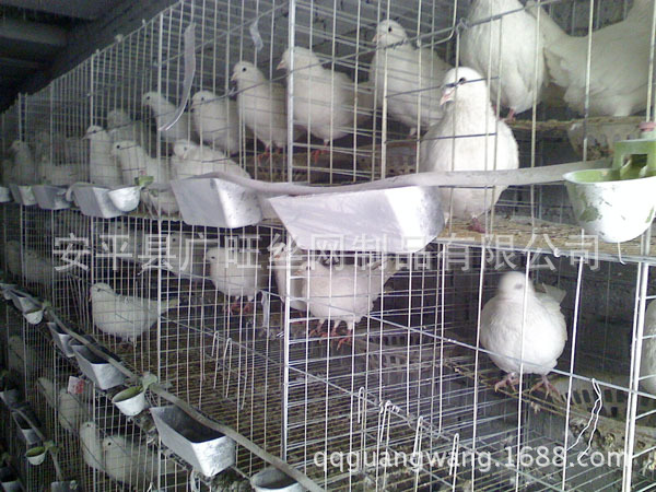 鸽子笼5