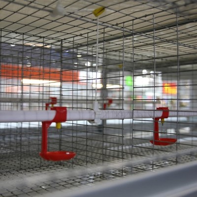 9LCD养蛋鸡设备热镀锌层叠式蛋鸡笼养设备高密度养鸡设备定制