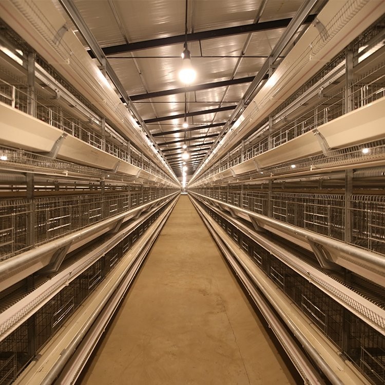 9LCD养蛋鸡设备热镀锌层叠式蛋鸡笼养设备高密度养鸡设备定制图2