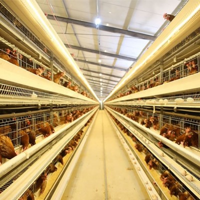 大型养鸡场自动养鸡设备现代化智能养鸡系统四层层叠式全自助鸡笼