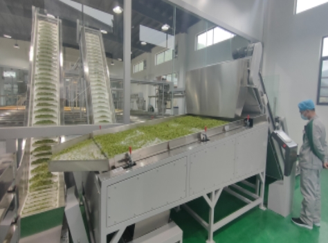 毛尖茶生产线