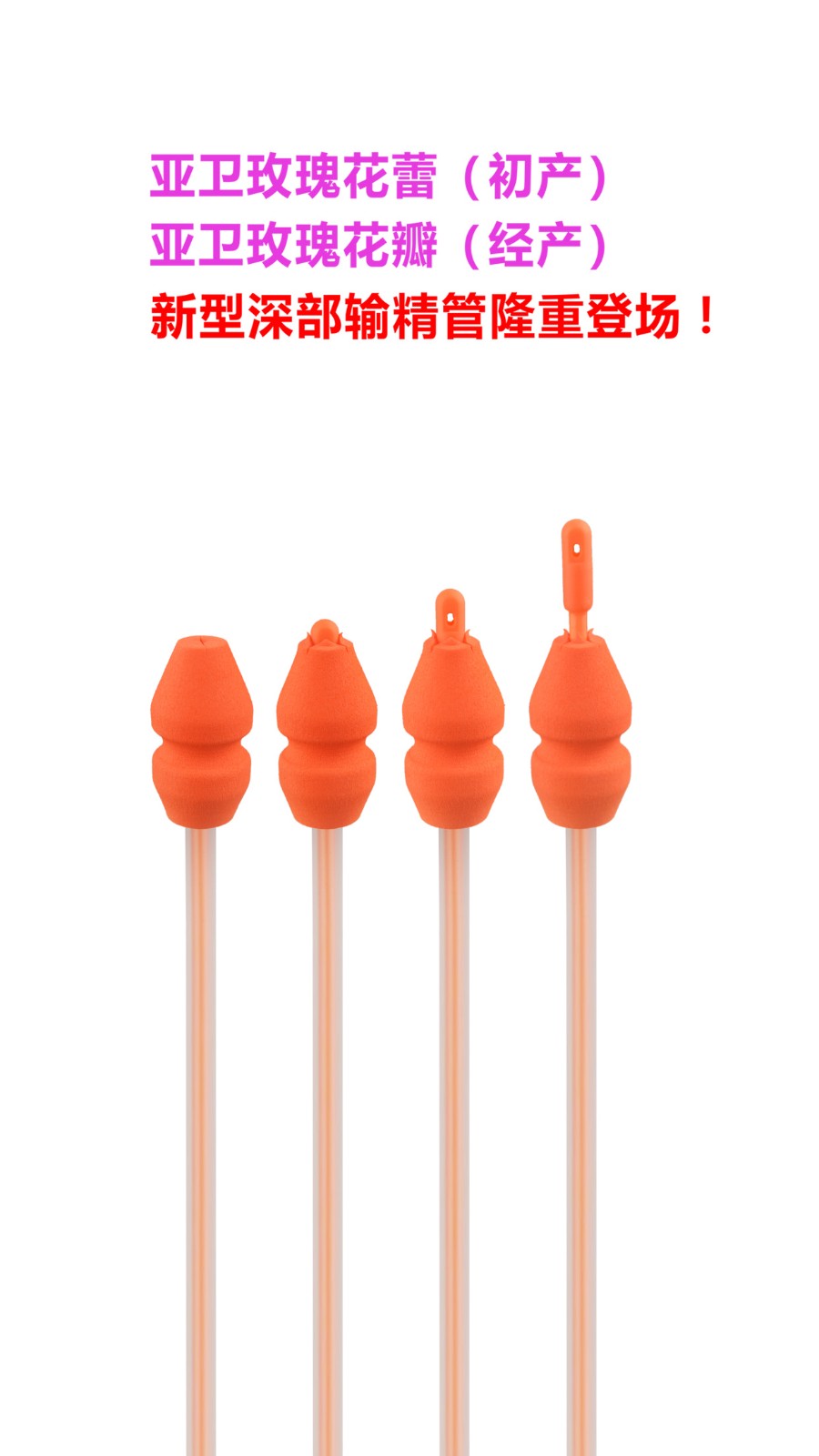 新一代玫瑰花瓣（经产） 玫瑰花蕾（初产）深部输精管图3