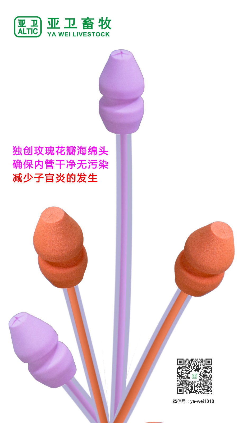 新一代玫瑰花瓣（经产） 玫瑰花蕾（初产）深部输精管图4