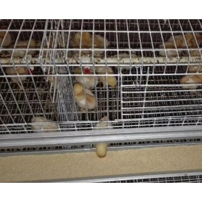 全三层育雏育成笼