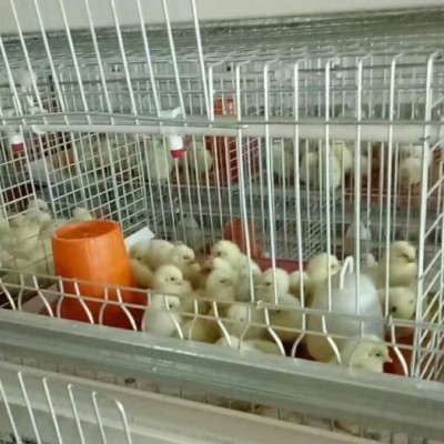 禽乐A型育雏笼具图5