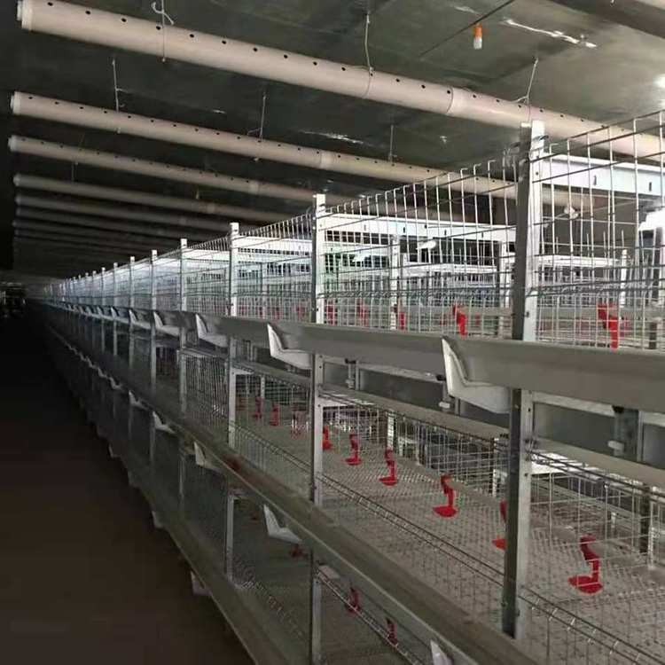 肉鸡笼养设备全自动肉鸡笼养鸡设备 养殖场可用管理方便图4