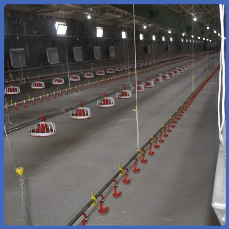 鸡料线 养殖饲喂设备 拆洗方便 紧凑合理 用材优良图4