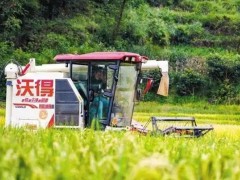 回眸“十四五” 展望“十五五”｜“农”墨重彩 绘就凉都沃野新画卷