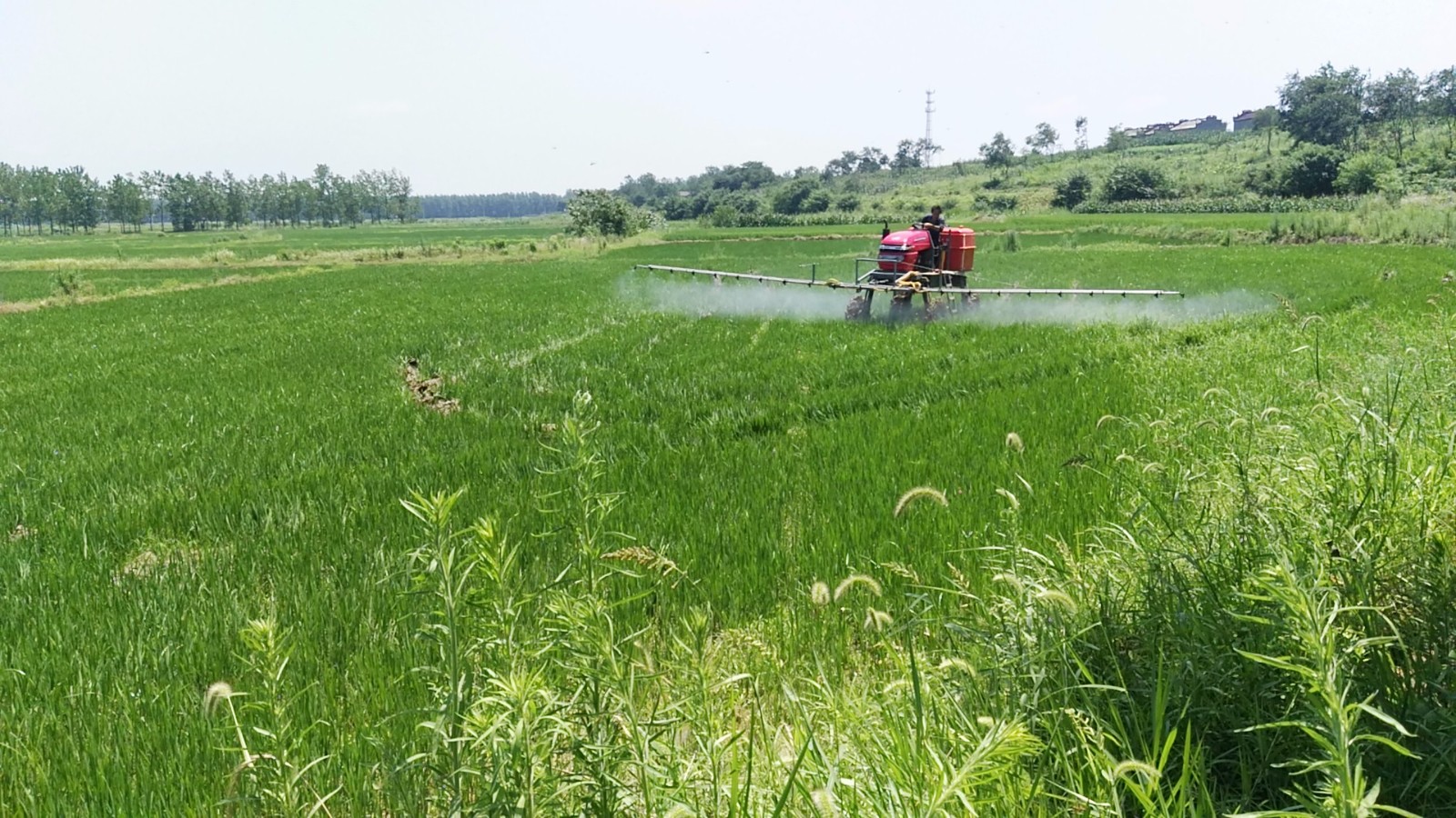 IMG_20170711_111441 IMG_20170711_111441