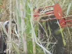 神奇的农机设备，修理甘蔗的，第一次见