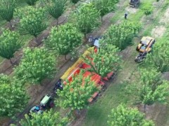 水果收割机究竟有多强？果农实拍数种超强采摘农机，过程引起舒适