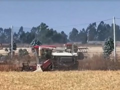 云南禄丰：统筹调度农机 8万亩小麦陆续收割