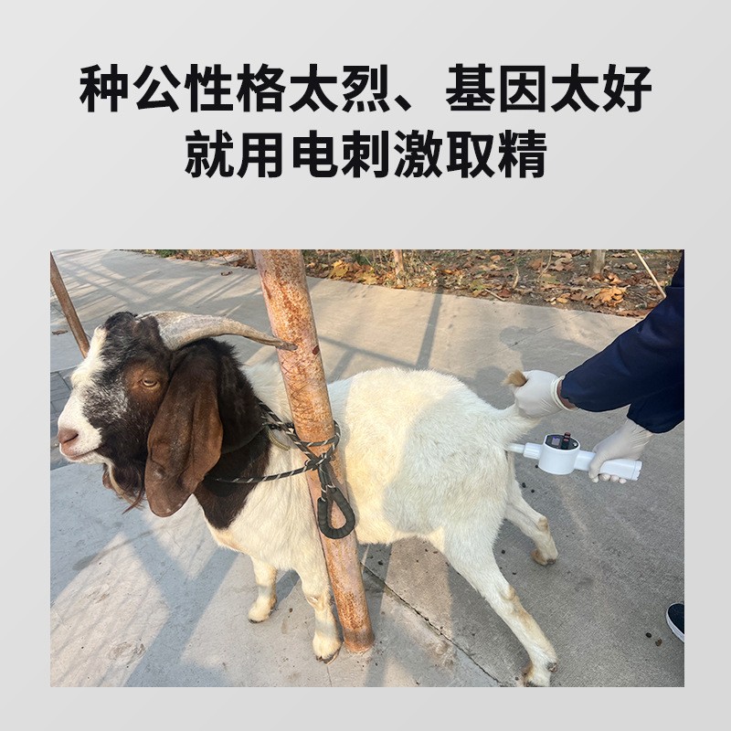 倍特双亚菲斯康新便携式电刺激采精器鹿马牛羊猪犬狗鼠猫人工繁殖图4