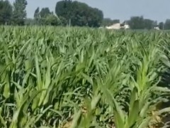 农业种植知识分享