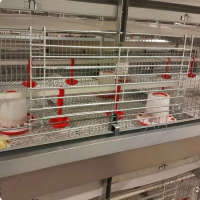 热镀锌鸡笼 层叠式蛋肉鸡 养殖笼具 自动清粪鸡舍笼 厂家支持全国定制