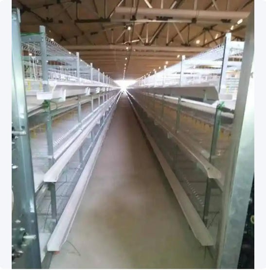 热镀锌鸡笼 层叠式蛋肉鸡 养殖笼具 自动清粪鸡舍笼 厂家支持全国定制图4