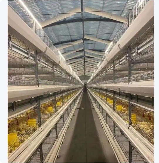 热镀锌鸡笼 层叠式蛋肉鸡 养殖笼具 自动清粪鸡舍笼 厂家支持全国定制图2