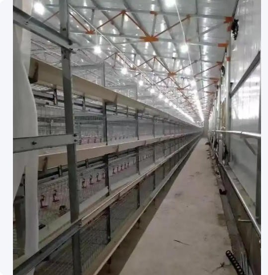热镀锌鸡笼 层叠式蛋肉鸡 养殖笼具 自动清粪鸡舍笼 厂家支持全国定制图3